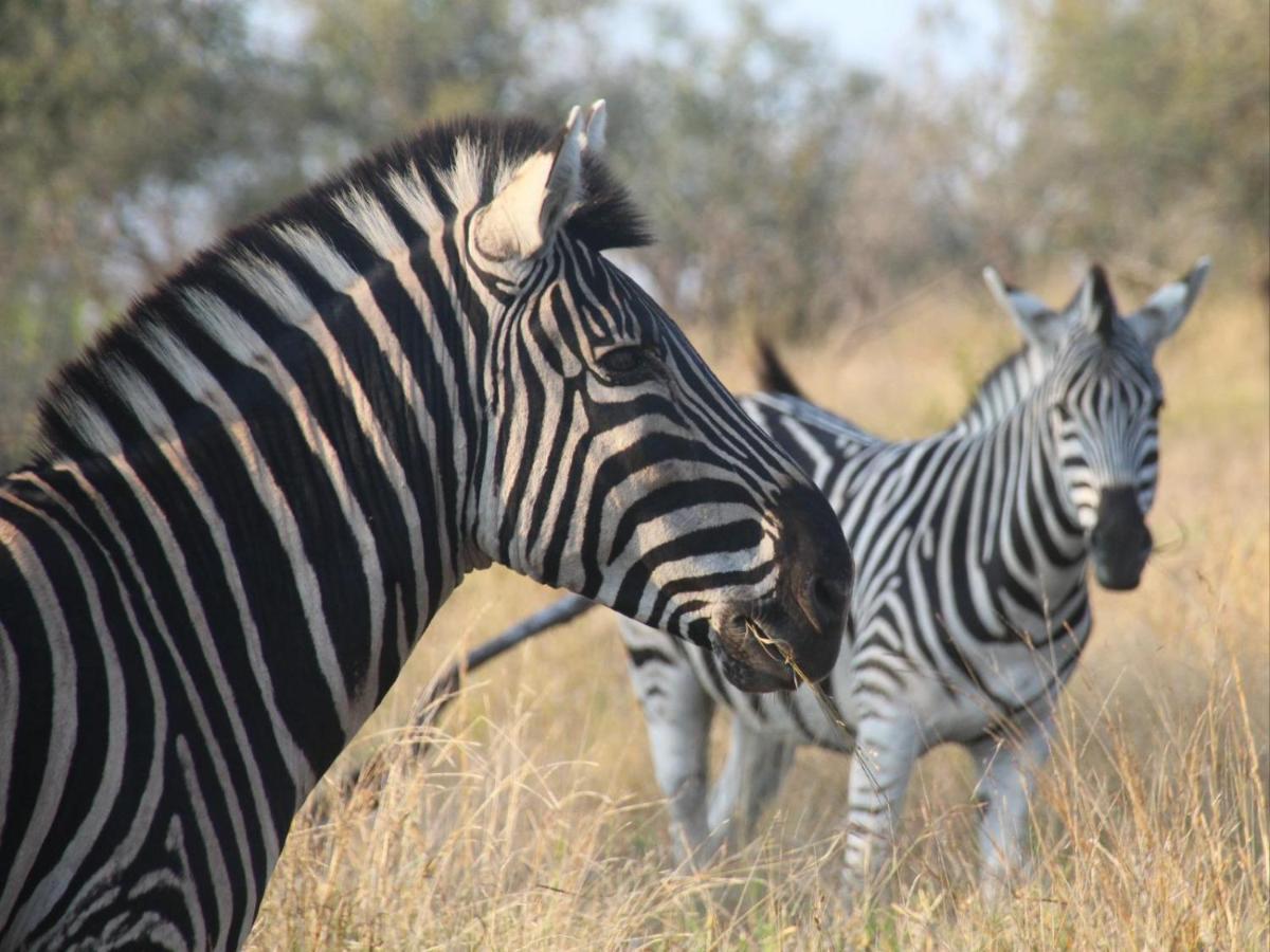 Masorini Bush Lodge & Safari Tents ファラボルワ エクステリア 写真