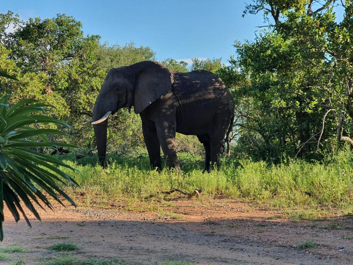 Masorini Bush Lodge & Safari Tents ファラボルワ エクステリア 写真