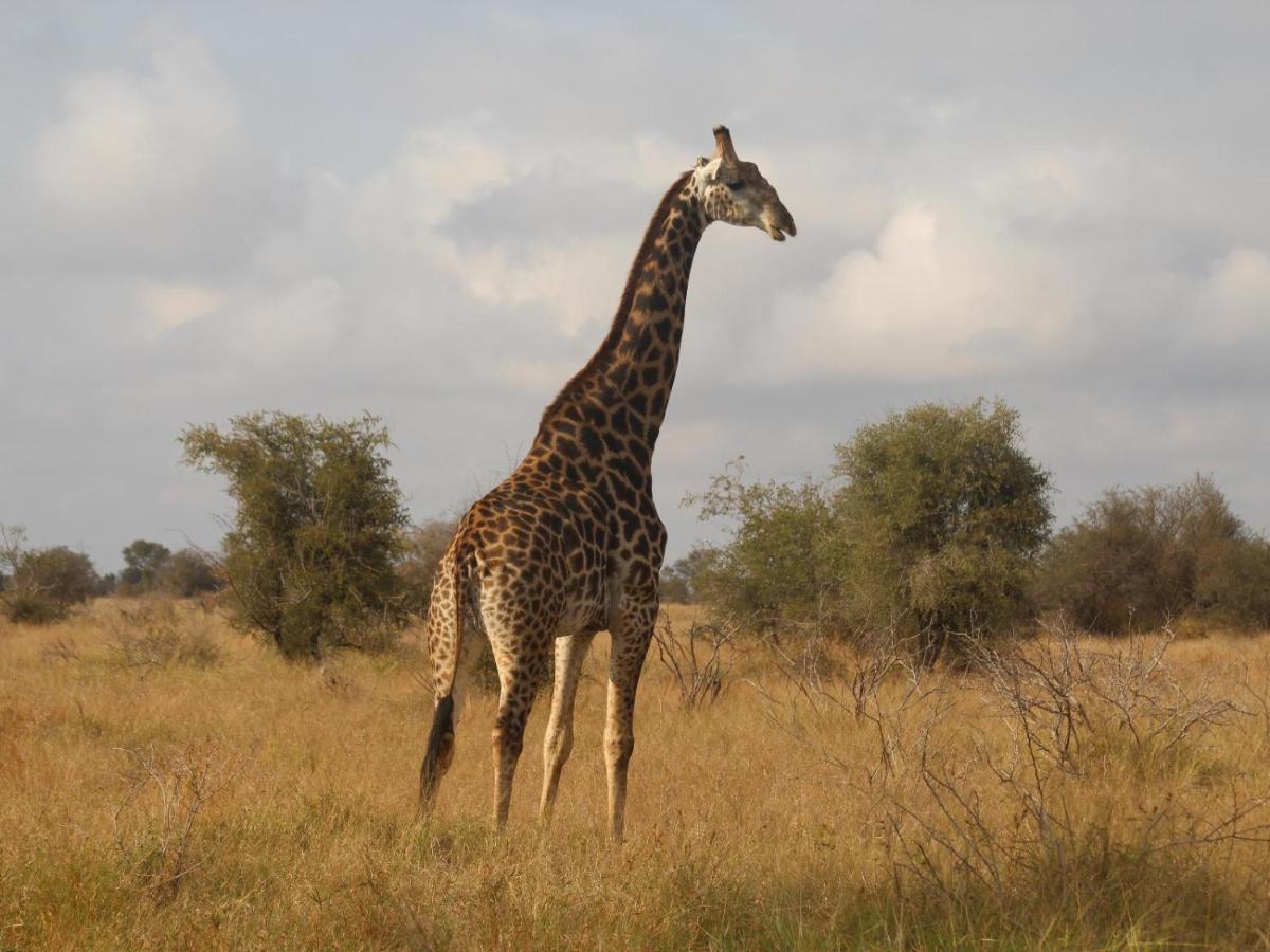 Masorini Bush Lodge & Safari Tents ファラボルワ エクステリア 写真