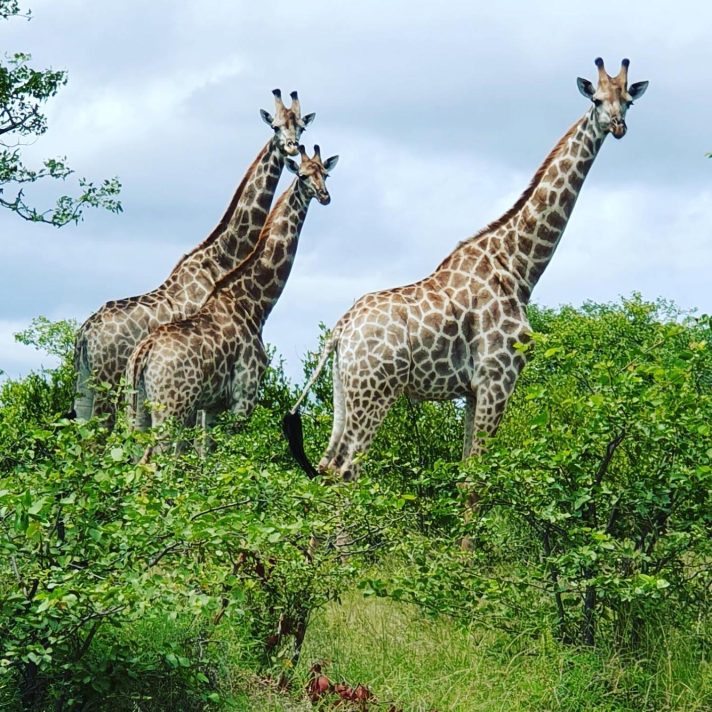 Masorini Bush Lodge & Safari Tents ファラボルワ エクステリア 写真