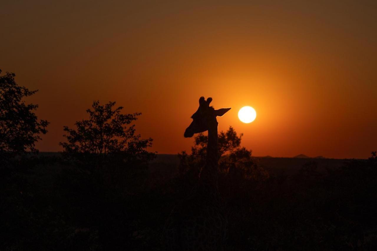 Masorini Bush Lodge & Safari Tents ファラボルワ エクステリア 写真